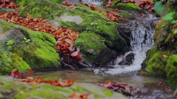 Herfstbladeren bij waterval op groen mos — Stockvideo