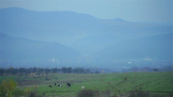 Vaca en la niebla cerca de las montañas — Vídeos de Stock
