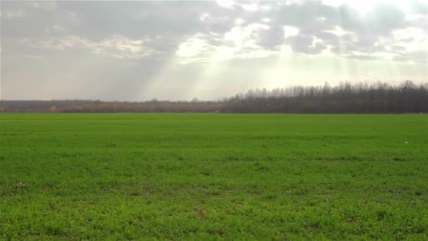 Groen veld onder blauwe lucht — Stockvideo