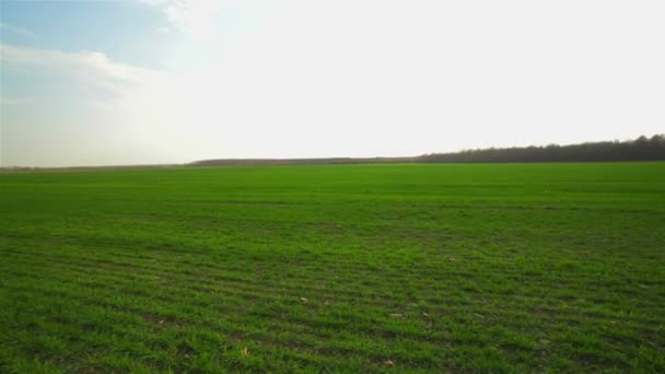 Zöld fű mező, ragyogó kék ég alatt — Stock videók