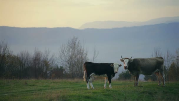 Ukraine vache à lait sur une prairie un matin d'automne — Video