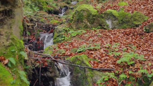 Струмок в осінньому лісі — стокове відео