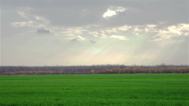 Campo de hierba y cielo perfecto — Vídeo de stock