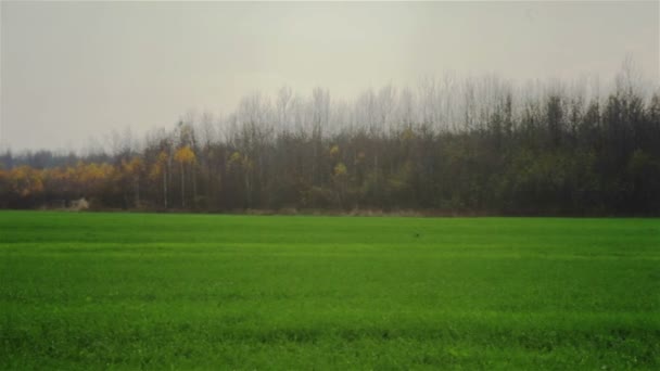 Paisaje otoñal con árboles y césped en primer plano — Vídeos de Stock