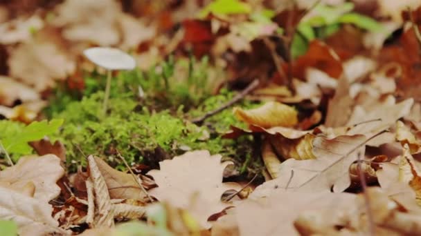 One chanterelle in the forest — Stock Video