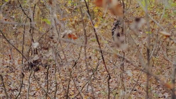 Охотник в осеннем лесу через кусты — стоковое видео