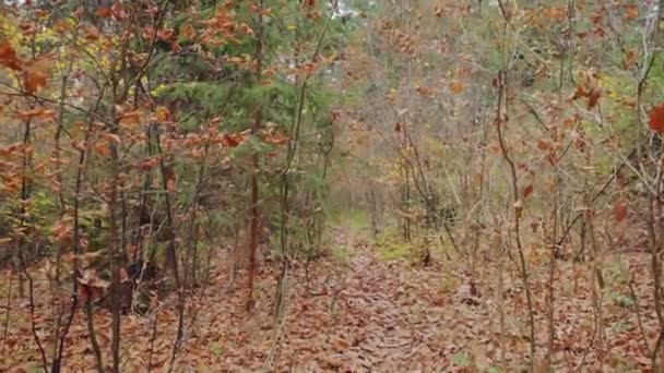 Förvirring på skog spår — Stockvideo