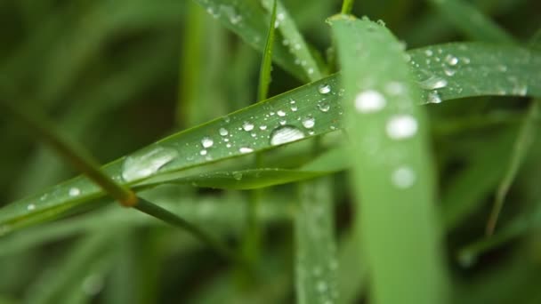 Gotas de água na grama verde — Vídeo de Stock