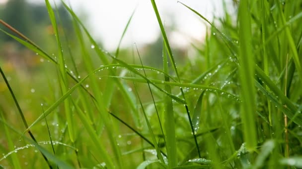 Belle rosée sur l'herbe — Video