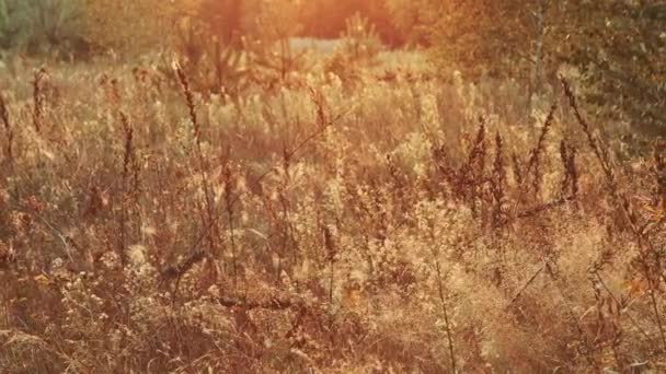 DOLLY MOTION: Grama de gramado de cor vintage ao pôr do sol com chama. Vintage vermelho dourado e amarelo cor laranja efeito de filtro usado . — Vídeo de Stock