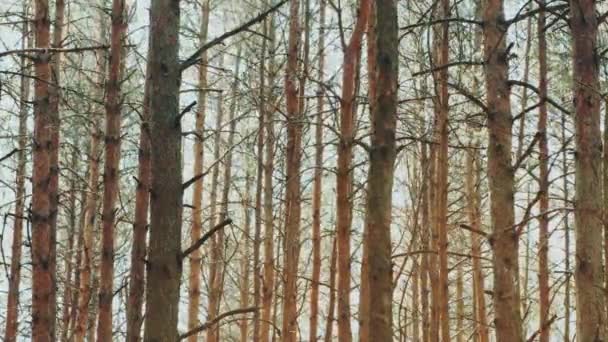 Sommerwald mit Kiefern, die in einer Reihe wachsen — Stockvideo