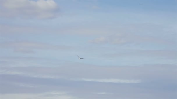 Mouette dans le ciel au dessus de l'océan — Video