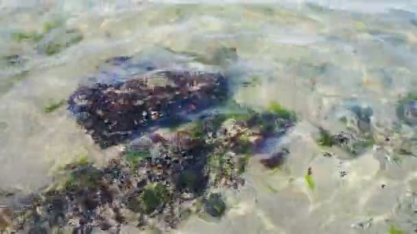 Arrecifes de concha y coral en aguas limpias del océano — Vídeo de stock