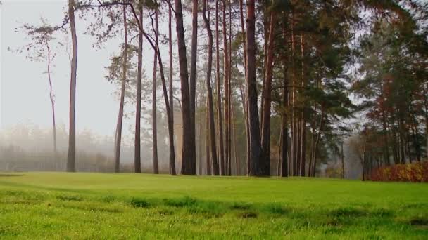 Foto van bos in de ochtend met zonnestralen — Stockvideo