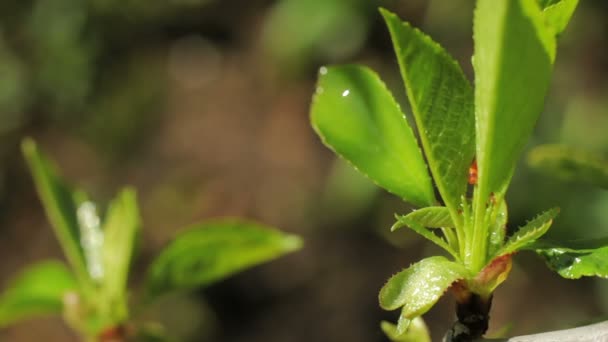 Cerise sur les fleurs, après la pluie — Video