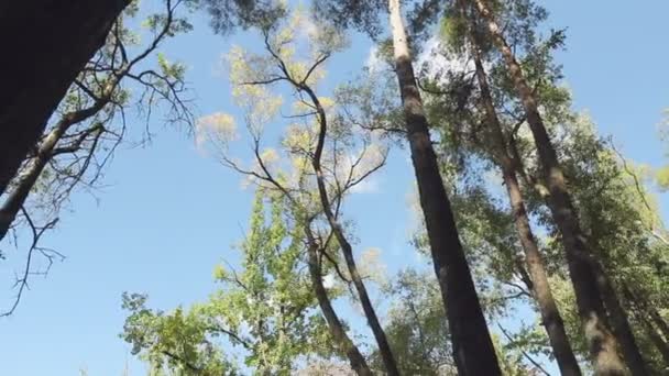 Tittar upp i tallskogen — Stockvideo
