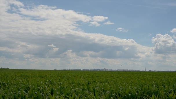 Vista rural e campo de milho — Vídeo de Stock