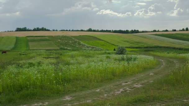 Літній пейзаж з зеленою травою, дорогою і хмарами — стокове відео