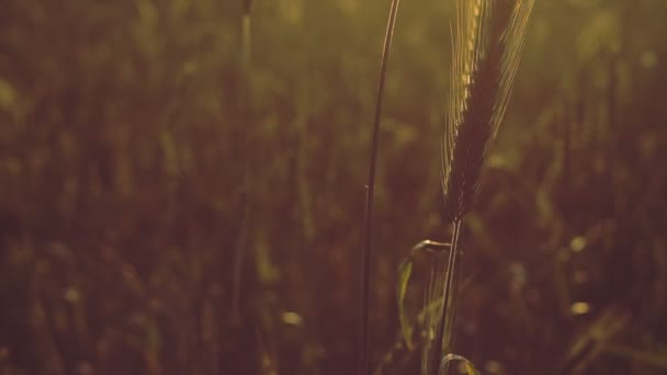 Пшеничное поле в начале лета на закате . — стоковое видео