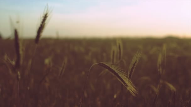 Campo de trigo iluminado por raios do sol poente — Vídeo de Stock