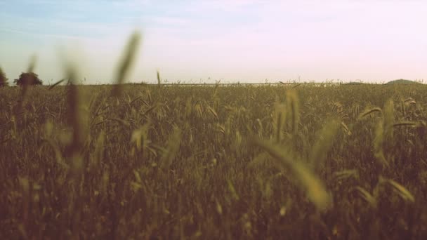 Orelhas douradas de trigo no campo. Luz do pôr do sol . — Vídeo de Stock