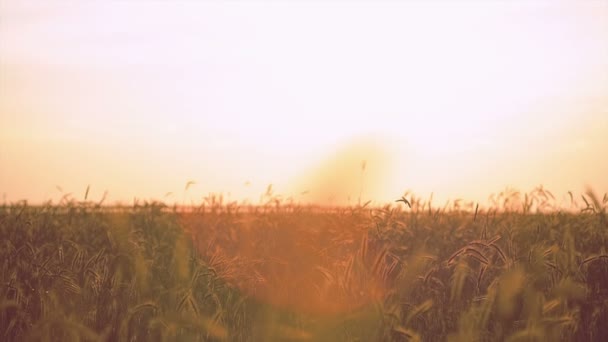 Oren van rijp tarwe op een achtergrond zon in de avond — Stockvideo