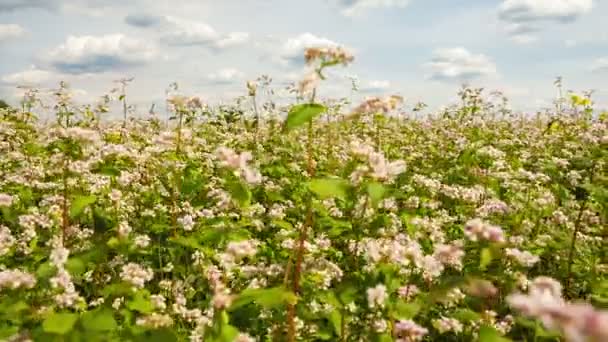 Gebied van boekweit met witte bloemen — Stockvideo