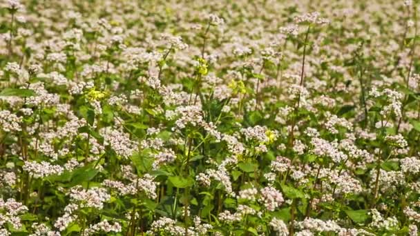 Flores de trigo sarraceno primer plano — Vídeos de Stock