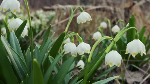 Group of beautiful fresh snowdrops in early spring — Stock Video