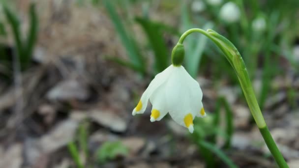 Snowdrops against old leaves in spring wood, a sunny day — Stock Video