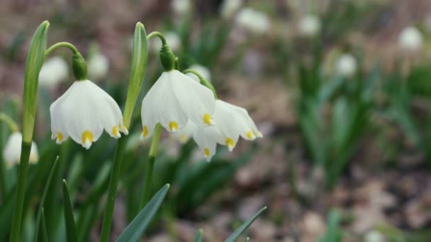 Tender spring snowdrops in early spring morning — Stock Video