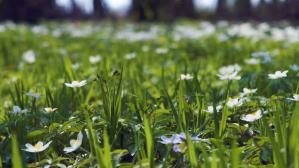 Fleurs de prairie dans la forêt printanière — Video