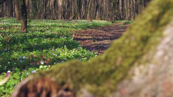 DOLLY MOTION: Sentiero forestale circondato da fiori bianchi di trillio — Video Stock