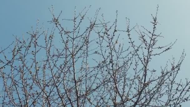 Kroon jonge voorjaar boom tegen de blauwe hemel — Stockvideo