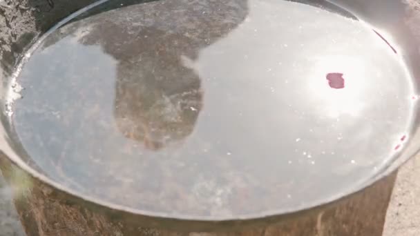 Las manos suaves de los niños tocan el agua con el reflejo del sol — Vídeo de stock