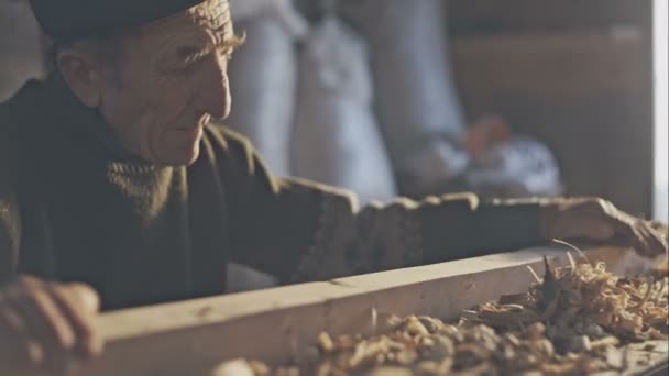 Die harte Handarbeit des alten Schreiners im Werkstatttag. Sonnenlicht — Stockvideo