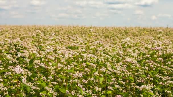 Campo de trigo mourisco no fundo céu azul — Vídeo de Stock