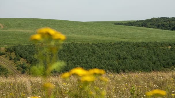 Campo de grama de primavera e montanha — Vídeo de Stock