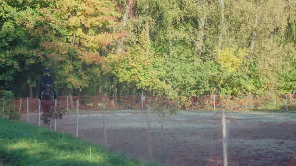 Vrouwelijke ruiter traint het paard in het berijden van de cursus — Stockvideo