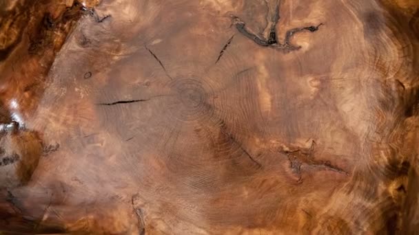 Coupe transversale du tronc d'arbre isolé sur blanc - tourner — Video