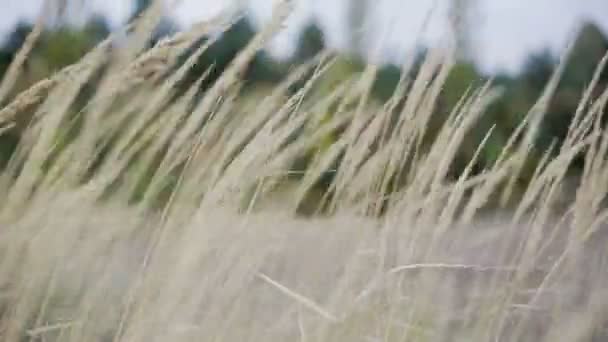 Дикое травяное поле, теплое тонизирование, блики линз, поверхностный DOF — стоковое видео