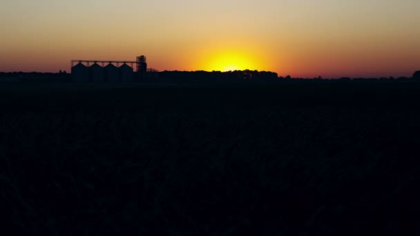 Alba sul campo di grano di grano maturo e botti di insilato 4K — Video Stock