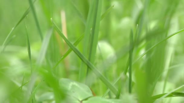 Gras met waterdruppels — Stockvideo