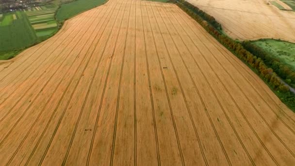 Luchtfoto van velden — Stockvideo