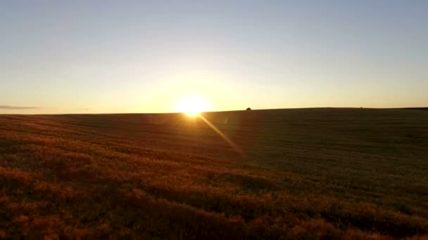Вид повітряних Доллі летить над пшеничні поля під час заходу сонця вечір — стокове відео