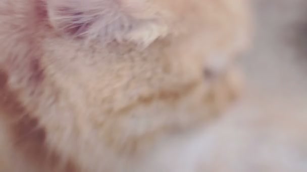 Cat portrait. Cute red big cat portrait over nature white blurred background close up — Stock Video