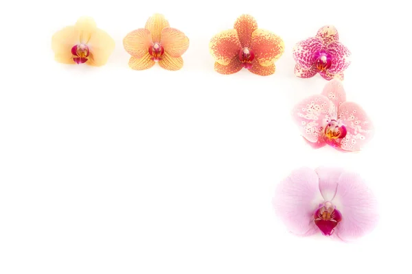 Orchid — Stock Photo, Image