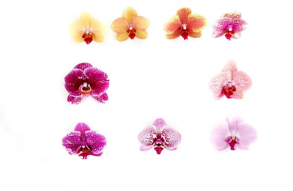 Orchid — Stock Photo, Image