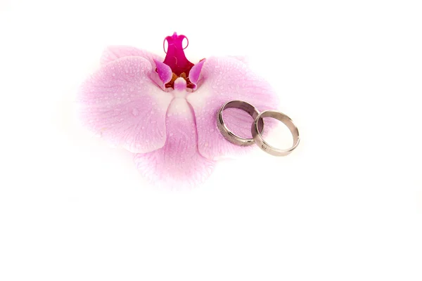 Orchid — Stock Photo, Image