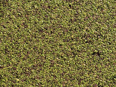 Duckweed